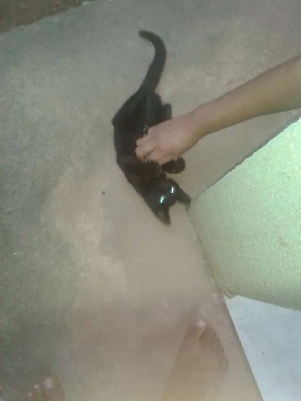 Gato raça indefinida idade 2 a 6 meses nome sem nome