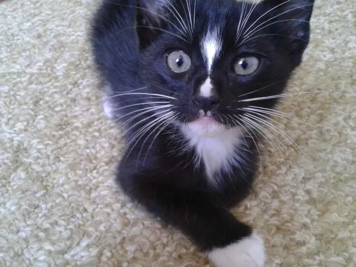 Gato ra a Vira-lata idade Abaixo de 2 meses nome Sherlock e Zoey