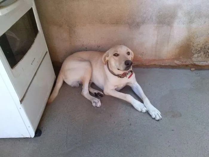 Cachorro ra a Labrador idade 7 a 11 meses nome BOLOTA