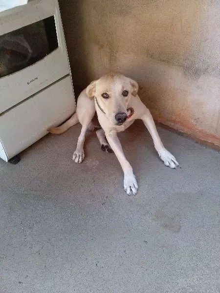 Cachorro ra a Labrador idade 7 a 11 meses nome BOLOTA