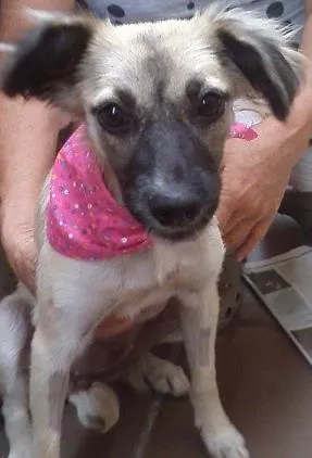 Cachorro raça SRD idade 7 a 11 meses nome Annie