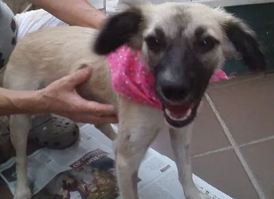 Cachorro ra a SRD idade 7 a 11 meses nome Annie