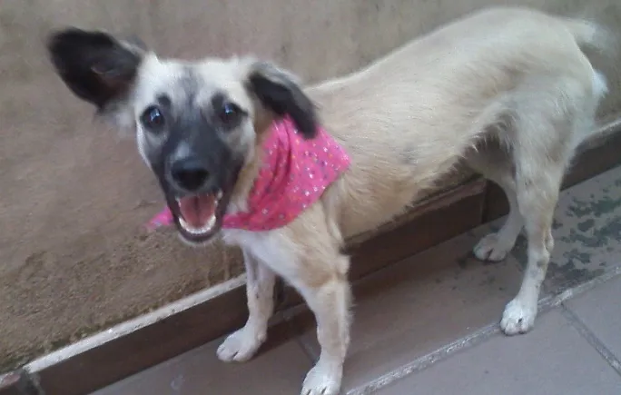 Cachorro ra a SRD idade 7 a 11 meses nome Annie