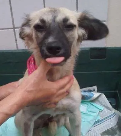 Cachorro ra a SRD idade 7 a 11 meses nome Annie