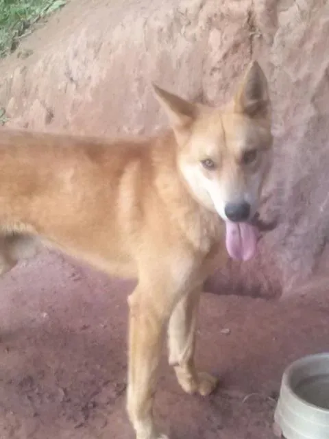 Cachorro raça pastor Suíço -mestiço idade 2 anos nome Marley