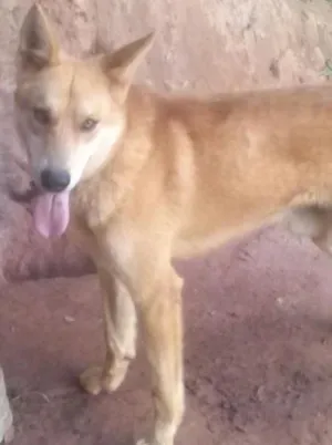Cachorro raça pastor Suíço -mestiço idade 2 anos nome Marley