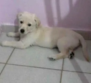 Cachorro raça indefinida idade 2 a 6 meses nome mag