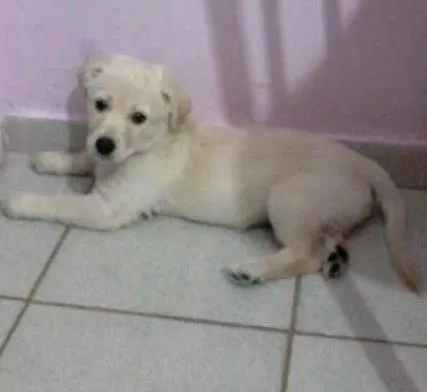 Cachorro ra a indefinida idade 2 a 6 meses nome mag