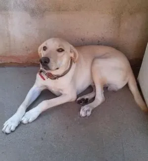 Cachorro raça Labrador idade 7 a 11 meses nome BOLOTA