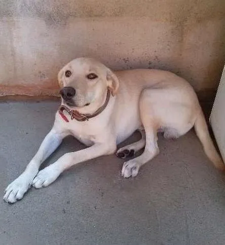 Cachorro ra a Labrador idade 7 a 11 meses nome BOLOTA