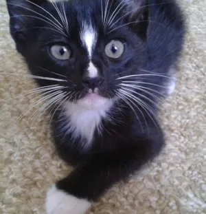 Gato raça Vira-lata idade Abaixo de 2 meses nome Sherlock e Zoey