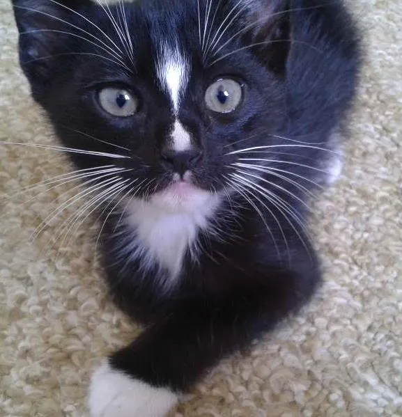 Gato ra a Vira-lata idade Abaixo de 2 meses nome Sherlock e Zoey