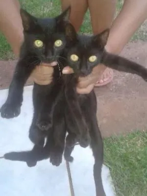 Gato raça indefinida idade 2 a 6 meses nome sem nome