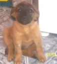 Betina