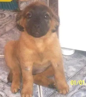 Cachorro raça SRD idade Abaixo de 2 meses nome Betina