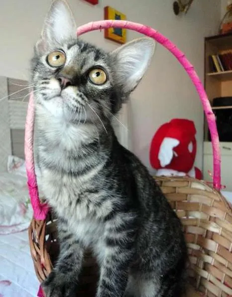 Gato ra a SRD idade 2 a 6 meses nome Sansão