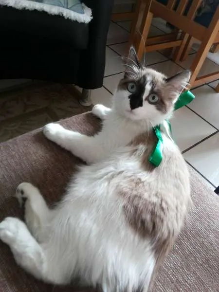Gato ra a Siamês idade 7 a 11 meses nome Pitty