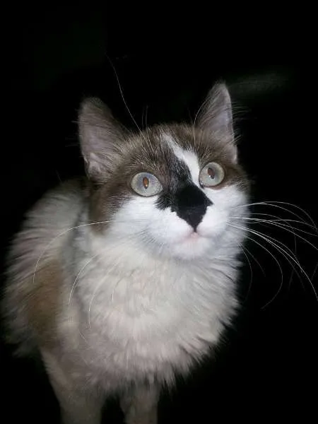Gato ra a Siamês idade 7 a 11 meses nome Pitty
