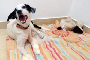 Cachorro raça  idade 7 a 11 meses nome Faísca