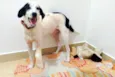 Faísca