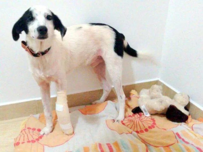 Cachorro ra a  idade 7 a 11 meses nome Faísca