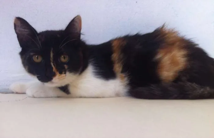 Gato raça  idade 2 a 6 meses nome princesa