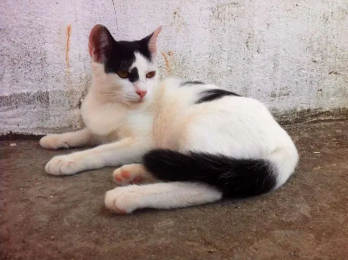 Gato raça  idade 2 a 6 meses nome pcsi