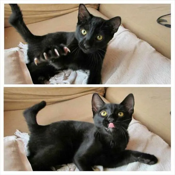 Gato ra a SRD idade 2 a 6 meses nome Sherlock Ronrolmes
