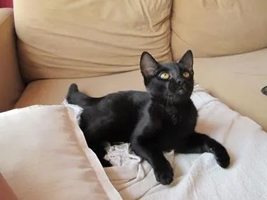 Gato ra a SRD idade 2 a 6 meses nome Sherlock Ronrolmes