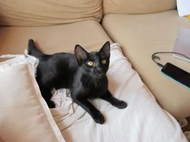 Gato ra a SRD idade 2 a 6 meses nome Sherlock Ronrolmes