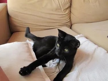 Gato ra a SRD idade 2 a 6 meses nome Sherlock Ronrolmes