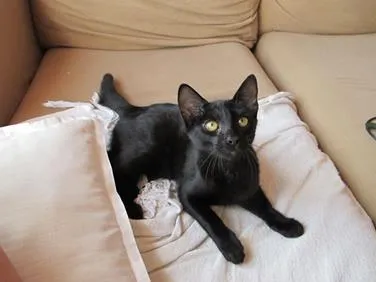 Gato ra a SRD idade 2 a 6 meses nome Sherlock Ronrolmes
