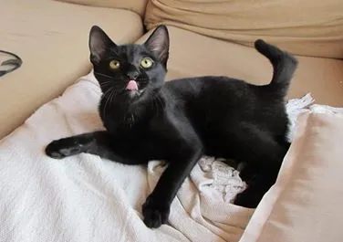 Gato ra a SRD idade 2 a 6 meses nome Sherlock Ronrolmes