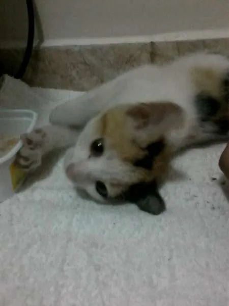 Gato raça  idade 2 a 6 meses nome Mel