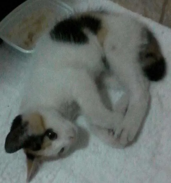 Gato raça  idade 2 a 6 meses nome Mel