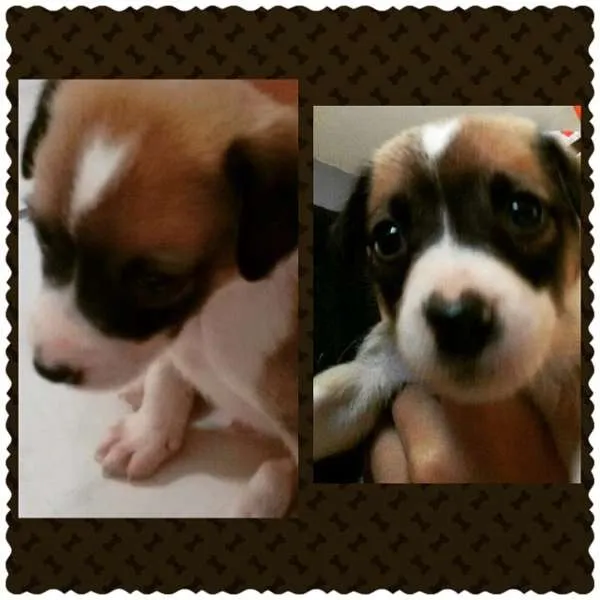 Cachorro ra a indefinida idade Abaixo de 2 meses nome brian