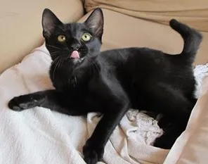Gato ra a SRD idade 2 a 6 meses nome Sherlock Ronrolmes