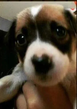 Cachorro ra a indefinida idade Abaixo de 2 meses nome brian