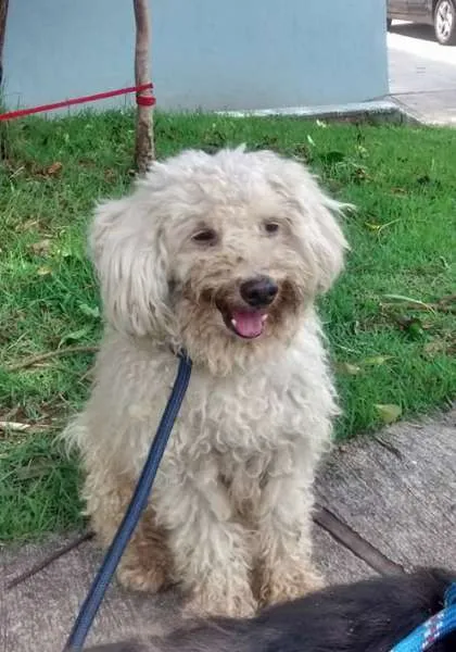 Cachorro ra a poodle idade 4 anos nome George