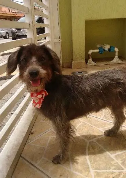 Cachorro ra a SRD idade 1 ano nome Jade