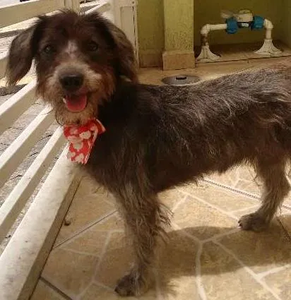 Cachorro ra a SRD idade 1 ano nome Jade