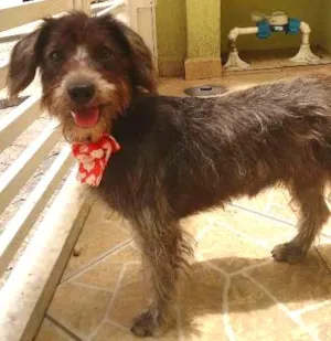 Cachorro raça SRD idade 1 ano nome Jade