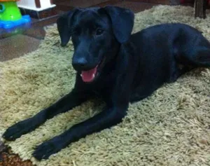 Cachorro raça Vira-lata idade 1 ano nome Não tem