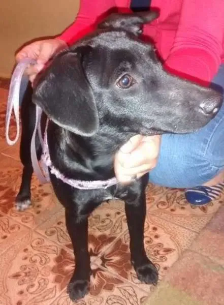 Cachorro ra a Vira-lata idade 1 ano nome Não tem