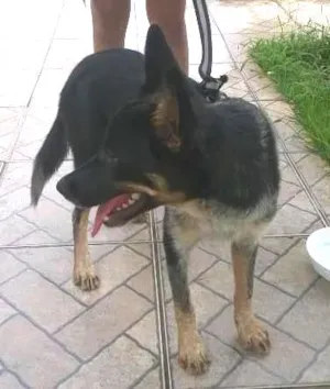 Cachorro raça SRD idade  nome Mix Pastor