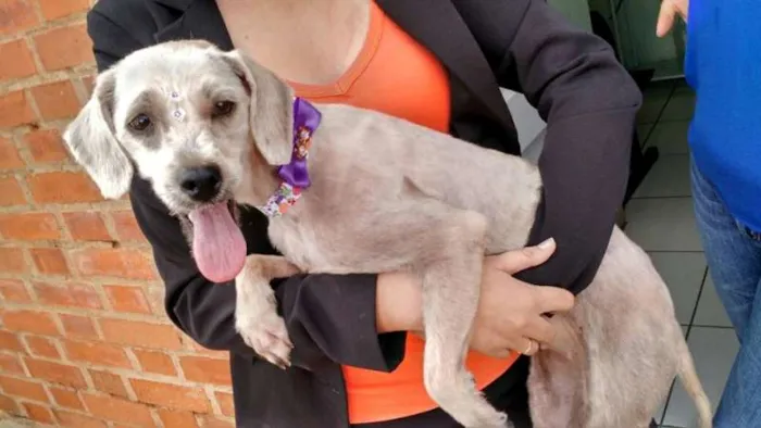 Cachorro raça Poodle idade 1 ano nome Princesa