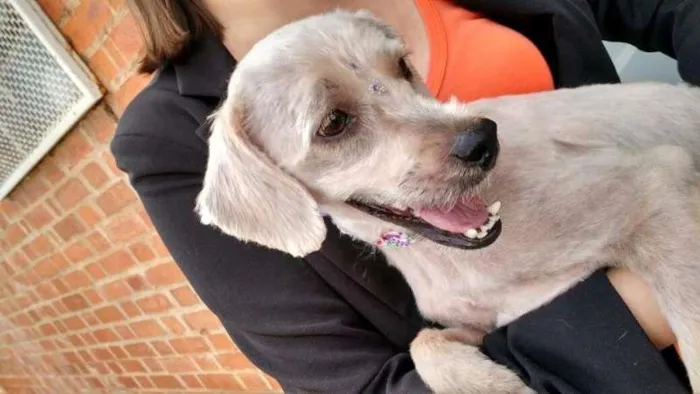 Cachorro raça Poodle idade 1 ano nome Princesa