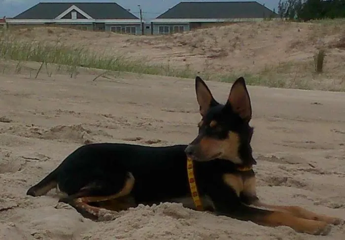 Cachorro ra a SRD idade 2 a 6 meses nome Dudu