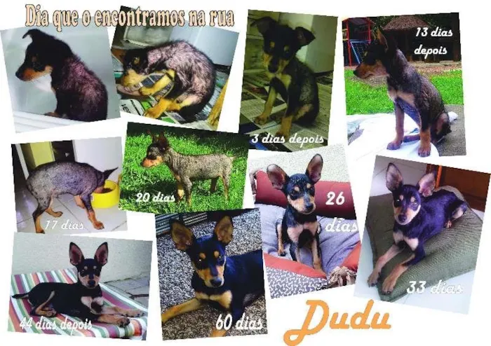 Cachorro ra a SRD idade 2 a 6 meses nome Dudu