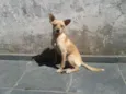 Espirro
